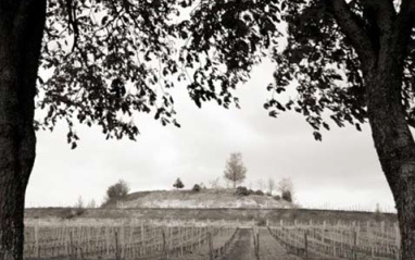 Château Mangot cuenta con 37 hectáreas